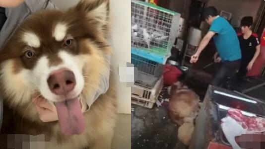 托熟人养狗当天被卖掉宰杀  背后真相让人惊讶万分