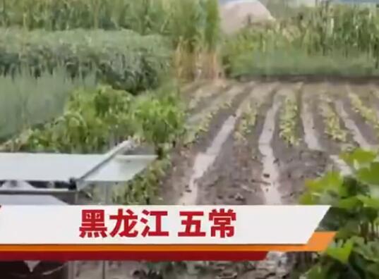 五常大米产地遭洪水 农户:全完了  背后真相实在令人感到惊愕