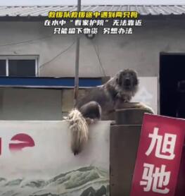 大狗洪水中仍看家 救援人员无法靠近 真相简直令人崩溃