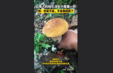 男子采菌子被截胡 狗:你不采我踩了  这到底是怎么回事？