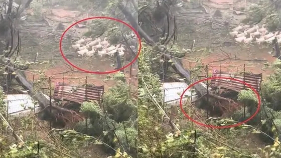 台风将树连根拔起 鸭群却纹丝不动 背后真相实在令人感到惊愕