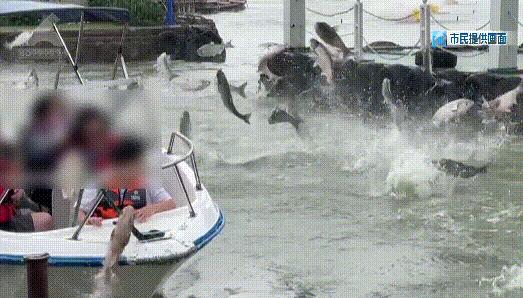 昆明滇池大面积鱼群跳跃 多方回应  背后真相实在令人震惊