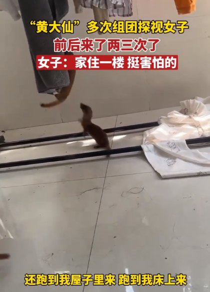 黄鼠狼多次闯入女子家中 背后真相实在令人感到惊愕