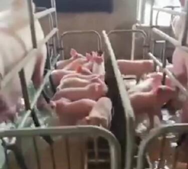 养猪场5000头猪被洪水围困  背后真相实在令人感到惊愕