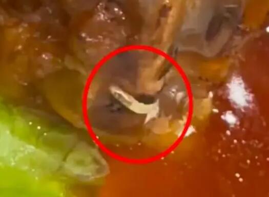 女子称四星级酒店肘子中蹿出活蛆  背后真相实在令人感到惊愕