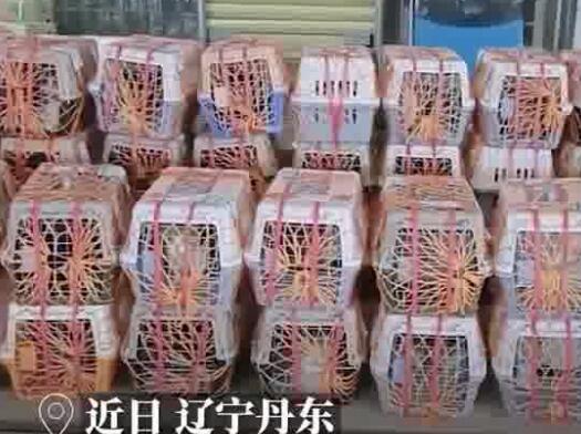 昆明车站外多条绿蛇在垃圾箱上爬行  背后真相令人感到震惊