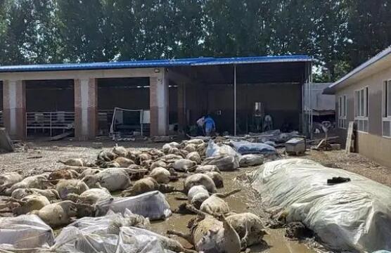 被洪水淹死的几百只羊有了归宿 背后真相实在令人感到惊愕