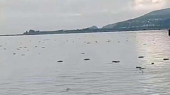 昆明回应滇池鱼群死亡:抢水致缺氧 背后真相实在令人感到惊愕