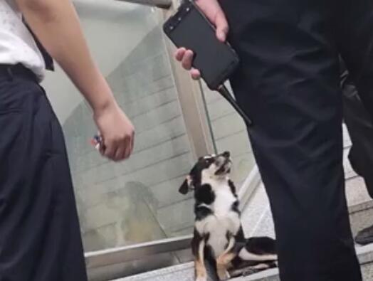小狗进地铁蹭空调被安保耐心劝离  这到底是怎么回事？