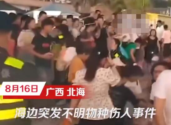 北海一浴场突发不明鱼类伤人事件  到底是怎么回事