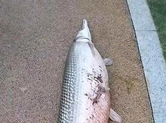 广州白云湖公园时隔4年再现鳄雀鳝  背后真相令人感到震惊