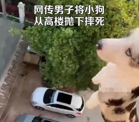 男子将小狗从高楼抛下摔死并炫耀  背后真相实在令人感到惊愕