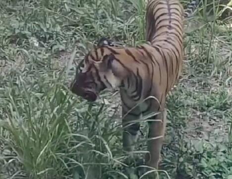 广州动物园老虎饿得吃草?园方回应  背后真相让人惊讶万分