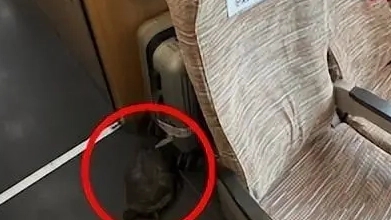 高铁有乌龟从行李架掉落?12306回应 内幕曝光简直太意外了