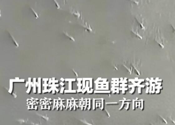 广州珠江水面现鱼群齐游  背后真相令人感到震惊
