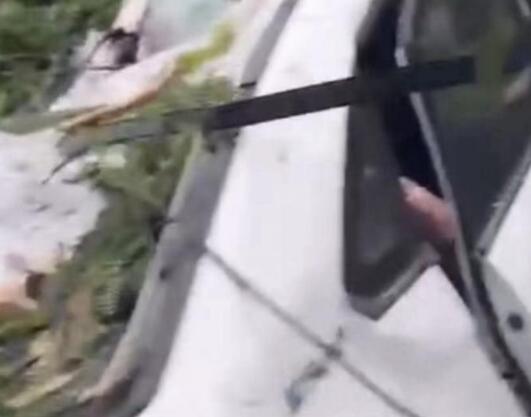 深圳台风吹倒树砸中车辆致1死2伤 背后真相让人惊讶万分