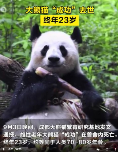 大熊猫花花没有妈妈了：大熊猫“成功”在兽舍内死亡，终年23岁