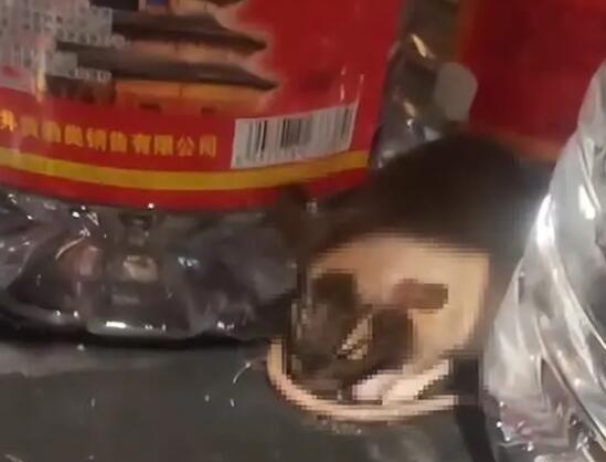 老鼠咬坏白酒桶醉倒在超市  背后真相令人感到震惊