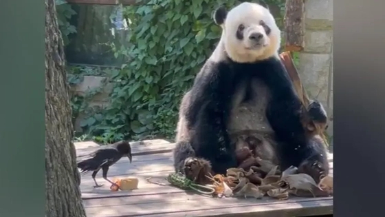 萌兰哥哥萌二也开始养鸟了 背后真相让人惊讶万分