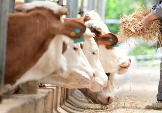 活牛2分钟被强行灌水近50升  背后真相实在令人感到惊愕