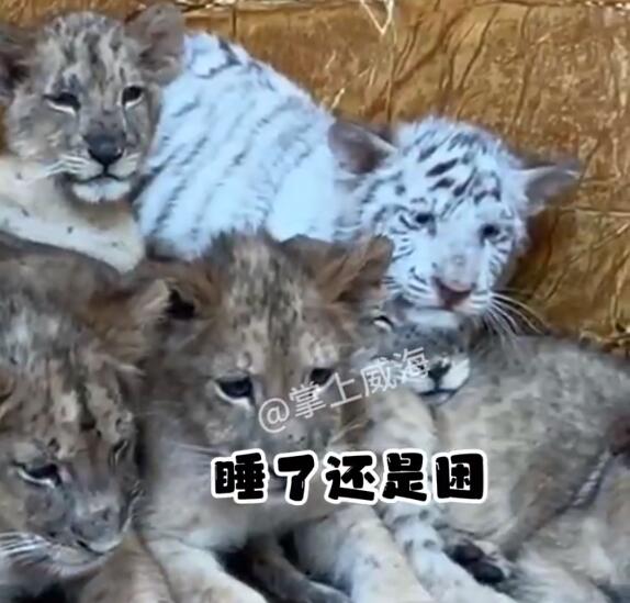 1只小白虎在狮群里被挤成银渐层 内幕曝光简直太意外了