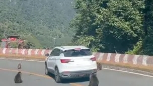 景区回应猴子“排兵布阵”围堵汽车 背后真相令人感到震惊
