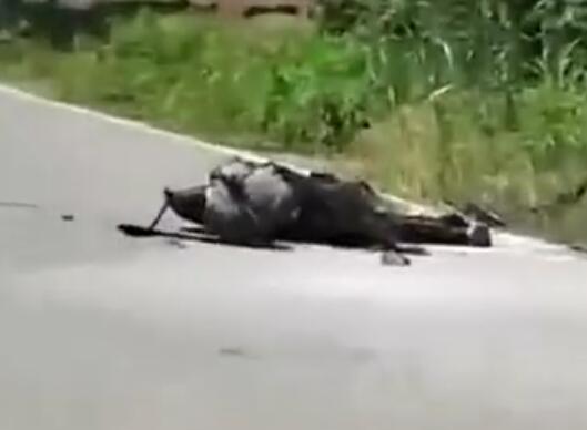 男子钓鱼误碰高压线 全身焦黑  背后真相令人感到震惊