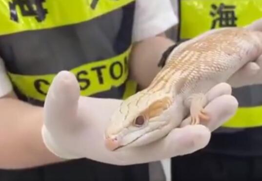 女子胸绑腰缠15条活蛇4条蜈蚣1条蜥蜴入境 被海关当场查获