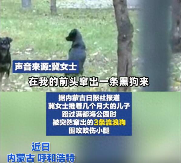 女子带娃路过公园 被3条流浪狗围攻 到底是怎么回事