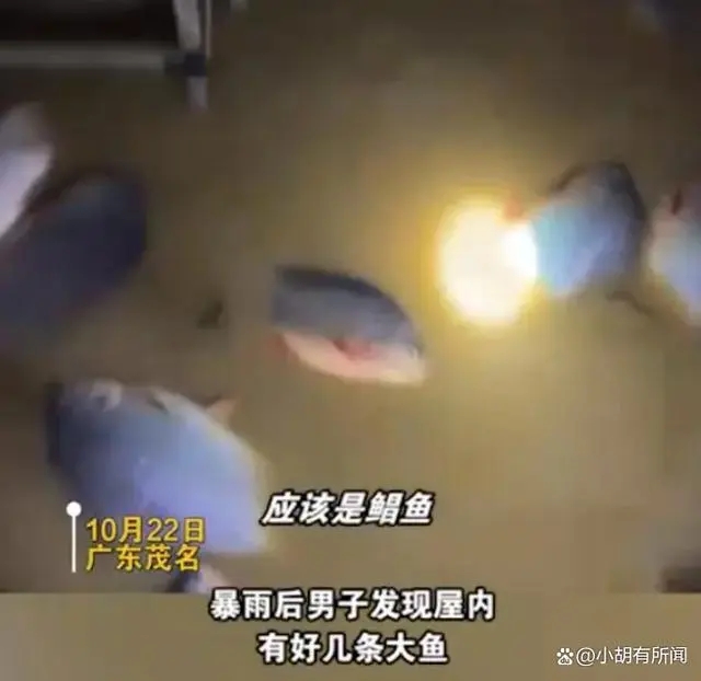 暴雨后男子发现屋内有好几条大鱼 背后真相实在令人感到惊愕